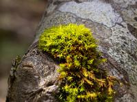 Moospolster auf Birke (Fotostacking)